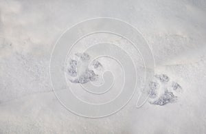 Clear traces of a dog in the winter in the snow.