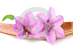 Two clematis flowers