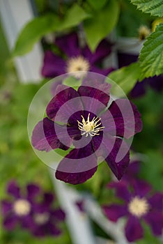 Two clematis varieties in the garden