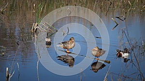 Two clips of Northern Shoveller ducks, one drake and two hens on a log