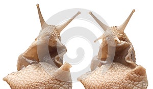 two close portrait big snail