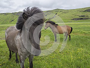 Two close up standing Icelandic horse grazing on a green grass f
