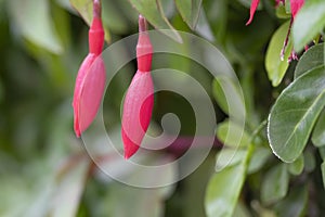 Two closed flowers of the Fuchsia `Mrs Popple plant against the background of green foliage photo