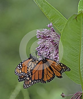 Two closeup Monarch Butterflies feed on Milkweed plants.