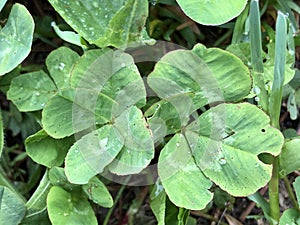 Two clover with four leaves together, Buchberg