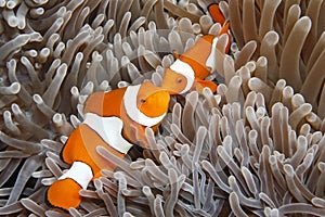 Two Clown Anemonefish