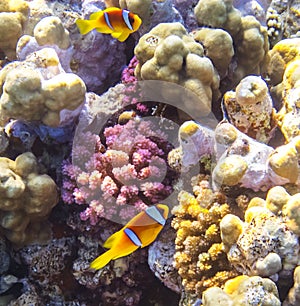 Two Clownfish on a coral reef