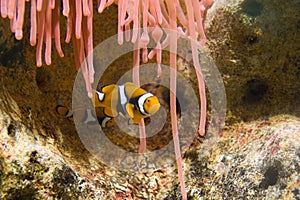 Two Clownfish and Pink Anemonie