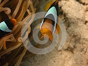Two clownfishes in anemone tentacles.