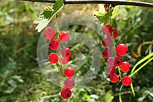 Two clusters of mature Redcurrant berries hanging on a redcurrant shrub in garden