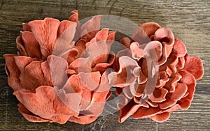 Two Clusters of Pink Oyster Fungi on Wood