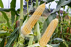 Two cobs young sweet corn closeup