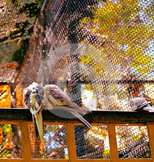 Cockatiel birds, weiro perched on a fence in close proximity photo