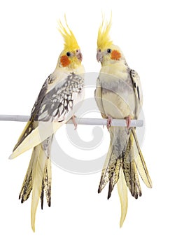 two cockatiel (Nymphicus hollandicus) parrot isolated on white background