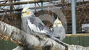 Two Cockatiels Bird Sanctuary