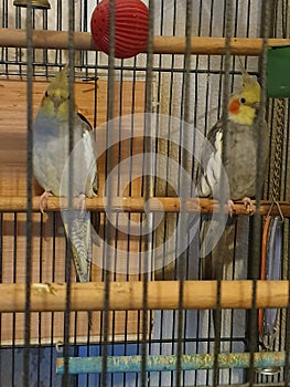 Two cockatiels chilling and playing nice