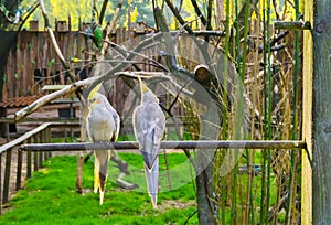 Two cockatiels sitting a branch, one from the front and one from the back, small cockatoos from australia