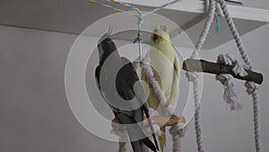 Two cockatiels sitting on rope swing perch, disentangling knot