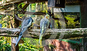 Two cockatiels sitting together on a branch, popular aviary pets, tropical bird from Australia