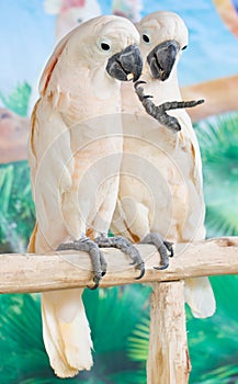 Two Cockatoos.