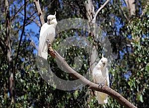 Two cockatoos on a tree