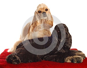 Two cocker spaniel dogs