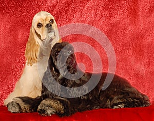 Two cocker spaniel dogs