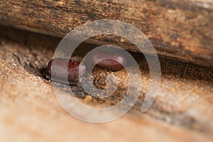 Two Cockroach Egg Lay on Warm and Humid Wooden Tiny Cracks. Brown Cockroach Eggs Hard Casing Capsule