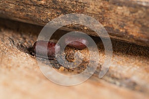 Two Cockroach Egg Lay on Warm and Humid Wooden Tiny Cracks. Brown Cockroach Eggs Hard Casing Capsule photo