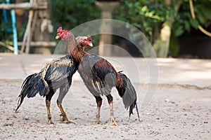 Two or roosters fighting