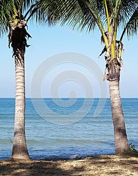 Two coconut palm trees on rock beach and peaceful sea view with horizon and blue sky