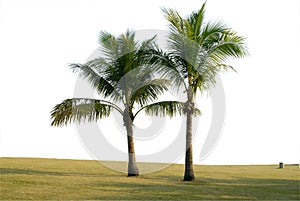 Two coconut trees