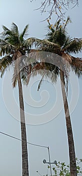 Two coconut trees making beautiful view of Sharda sadan auditorium and also provide shadow and oxygen to morning walkers in India photo