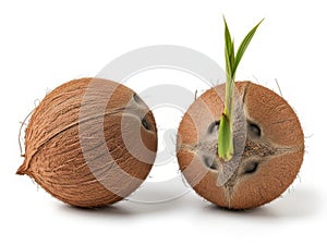 Two coconuts, one sprouting isolated on white background