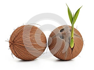 Two coconuts, one sprouting isolated on white background