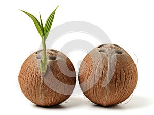 Two coconuts, one sprouting isolated on white background