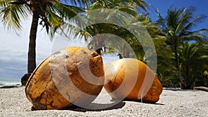 Two coconuts and palmtrees