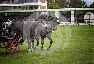 Two cold-blooded horses in steam harnessed in a towing harness at a race with forman photo