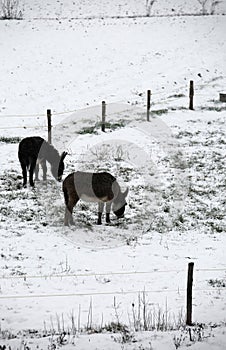 Two cold donkeys graze icy grass under the snow