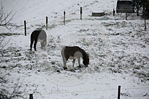 Two cold little donkeys graze the little grass that comes out of