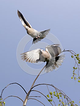 Two collared pigeons fly off a birch branch and spread their wings.