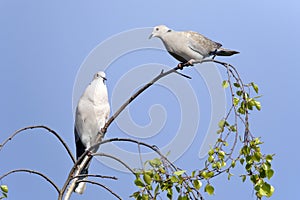 Two collared pigeons sits on a twig of a birch.