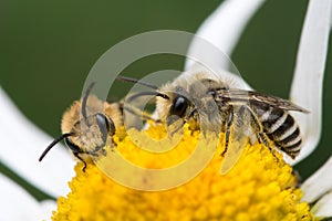 Two Colletes daviesanus plasterer bees