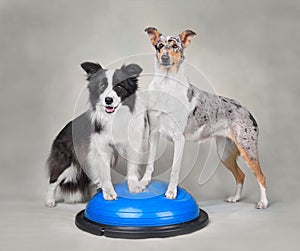 Two Collie on dog fitness trainig