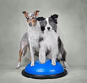 Two Collie dogs durig dog fitness trainig