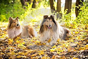 Two Collie dogs lying down on autumn forest