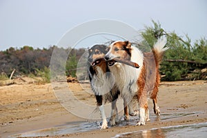 Two collies photo