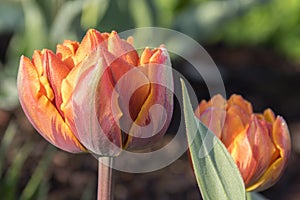 Two color barked beautiful spring orange, red and yellow double flower tulip in bloom, covered with morning dew in sunlight