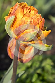 Two color barked beautiful spring orange, red and yellow double flower tulip in bloom, covered with morning dew in sunlight