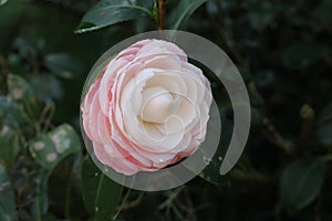 the two color camelia flower pink in the base and white in the top of the flower